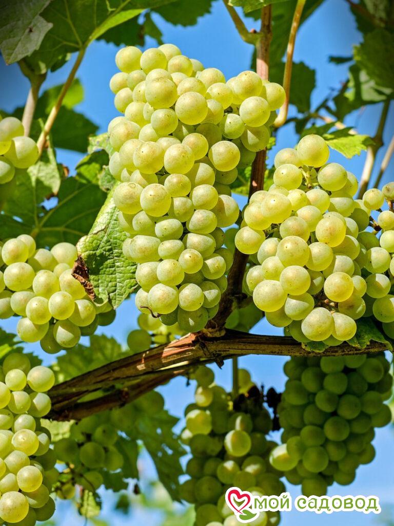 Виноград плодовый Марсианин