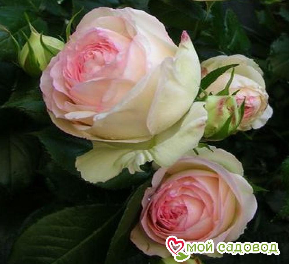 Роза Питахайя