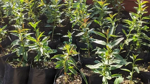 Миндаль Нефритовый