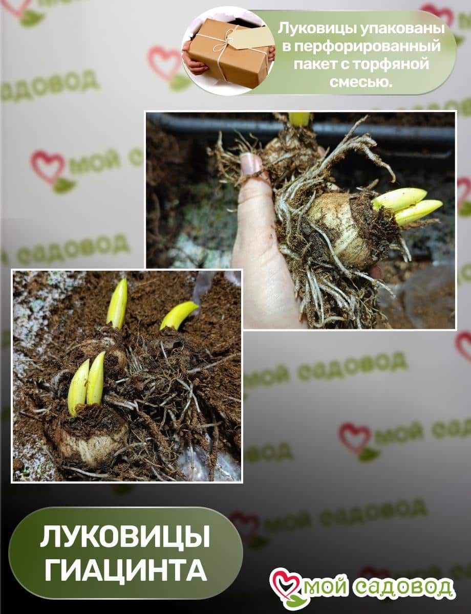 Гиацинт Гранада